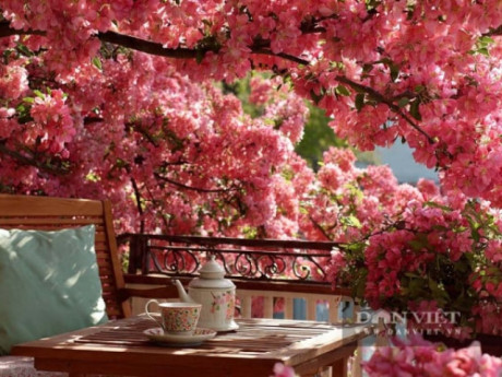 Người xưa dặn: 3 cây cảnh trồng trong nhà, gia đình được ban phước lành, bảo vệ nhà cửa, xua đuổi rủi ro