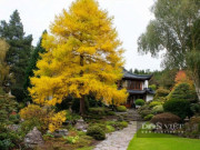 Nhà đẹp - 4 cây cảnh tiền tài như Tỳ Hưu trong thế giới thực vật, thu hút tài lộc, chiêu may rước phúc, bảo vệ gia đình