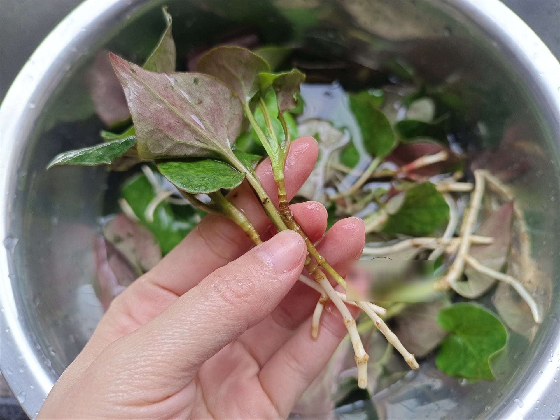 Loại rau dại có mùi lạ, amp;#34;bình chữa cháyamp;#34; của cơ thể, giúp thanh nhiệt, làm mát máu, giải độc, xào thịt cực thơm - 4