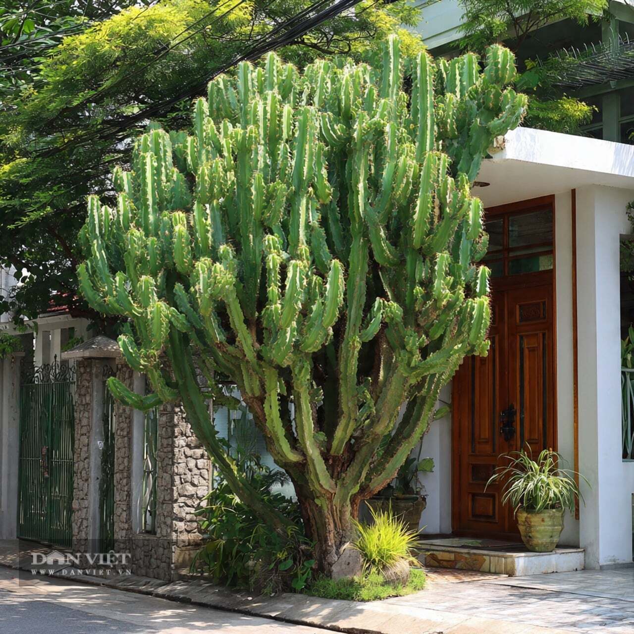 Cây cảnh làm giảm sự phát triển của vi khuẩn