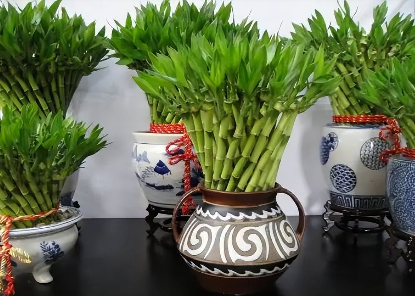 Cây cảnh này còn được gọi là tre may mắn (Lucky bamboo)