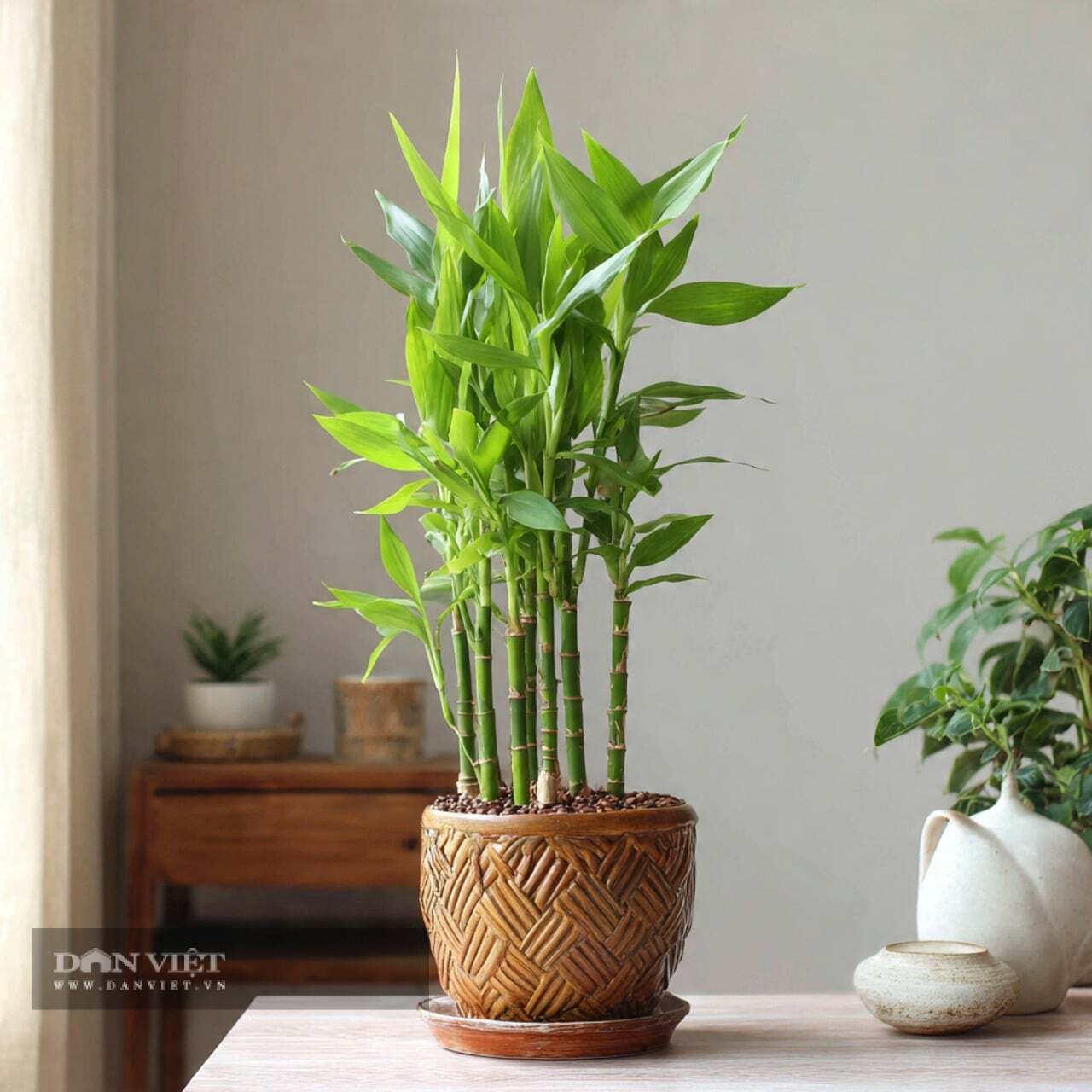 Người xưa có câu: Có cây tre may mắn, phú quý dồi dào.