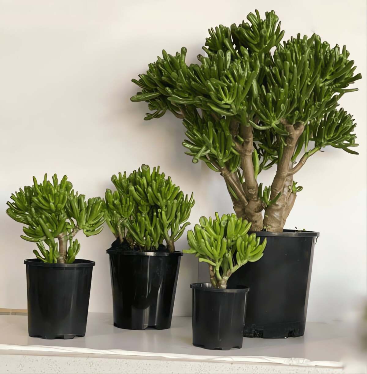 Cây cảnh này chỉ cần một chút ánh nắng mặt trời