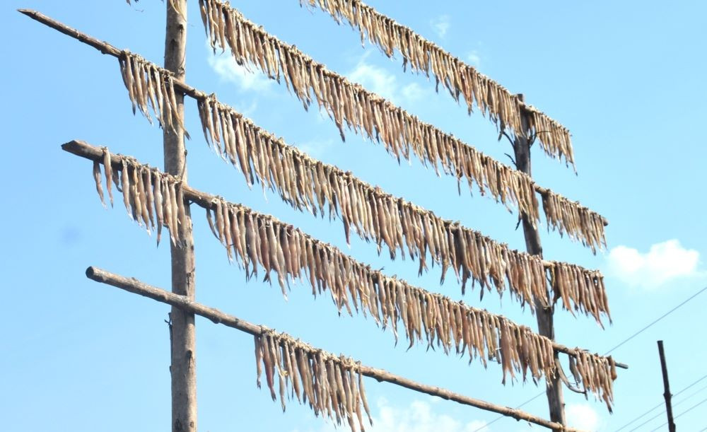 Trung bình, để làm ra 1kg cá khoai khô cần từ 6 – 7kg cá tươi, đòi hỏi nguồn nguyên liệu dồi dào và quy trình chế biến công phu để đảm bảo an toàn thực phẩm. Nghề làm cá khoai khô giúp tiêu thụ nguồn nguyên liệu hải sản tại chỗ, tạo việc làm thường xuyên cho hơn 500 lao động địa phương mỗi ngày, góp phần ổn định đời sống người dân vùng ven biển.