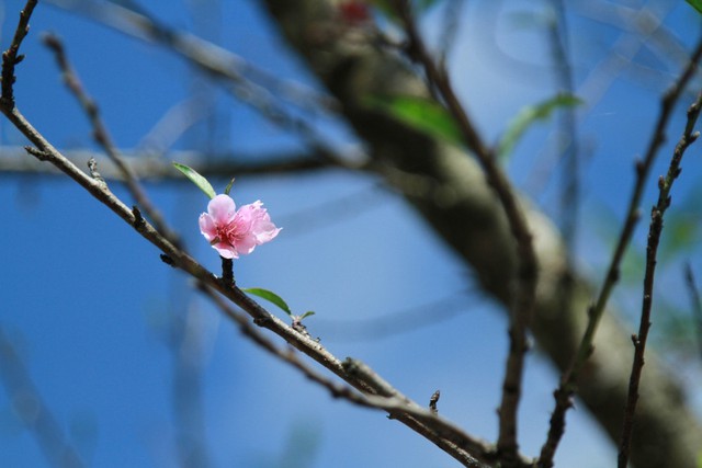 Hoa đào năm nay nở sớm.