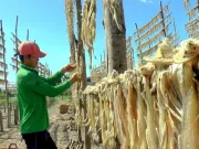 Tin tức - Làng khô cá khoai vào vụ Tết: Tất bật ngày đêm, làm bao nhiêu hết bấy nhiêu