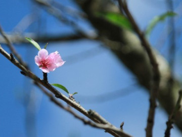 Nên chọn đào chậu hay đào chặt cành chơi Tết, lời khuyên từ chuyên gia