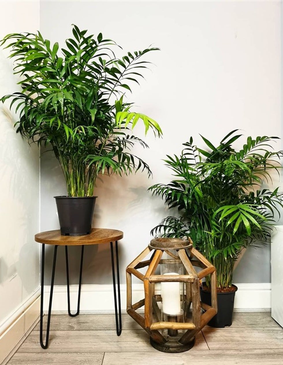 Cây cảnh có công dụng lọc không khí