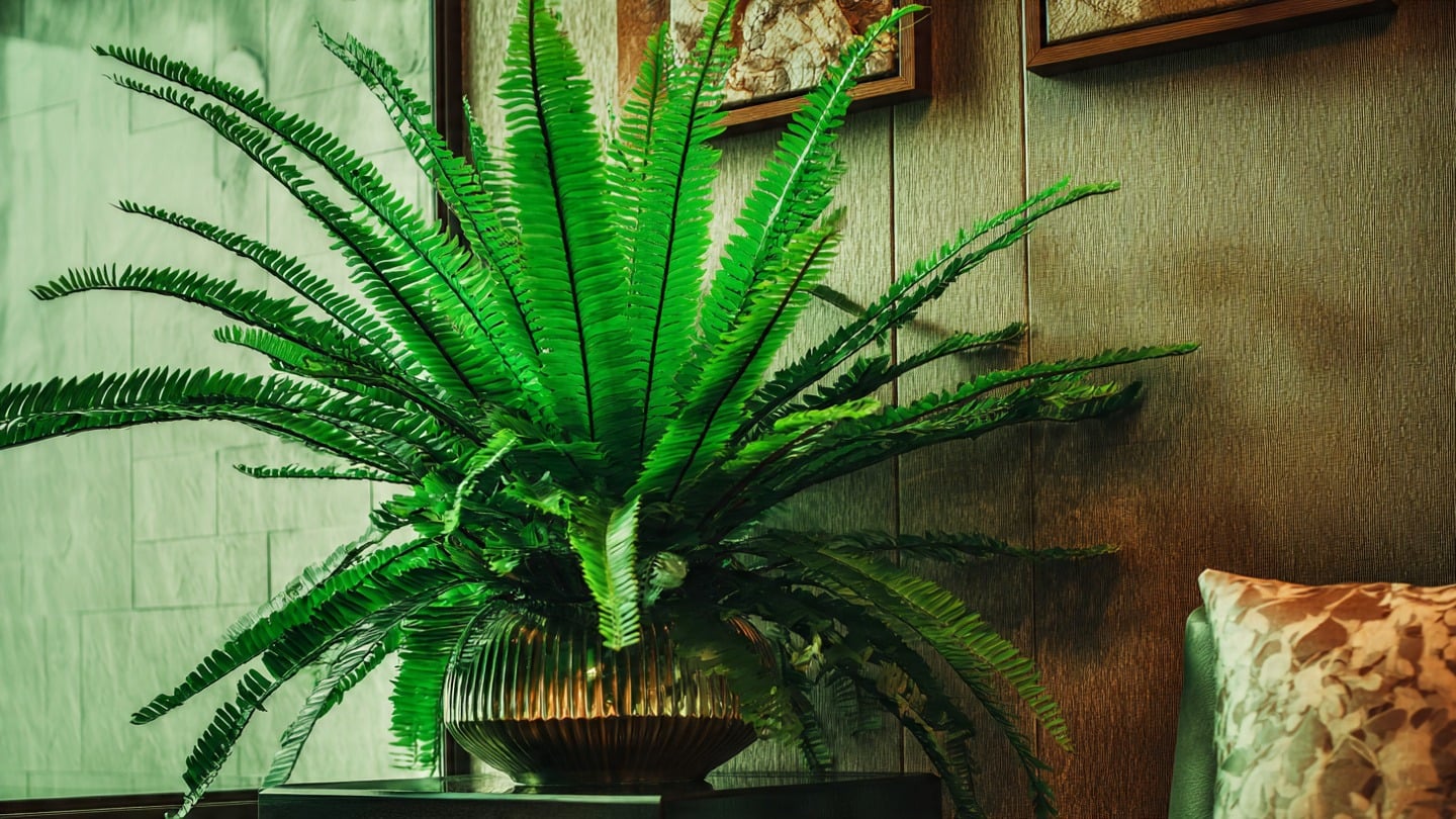 Cây cảnh này có khả năng lọc không khí