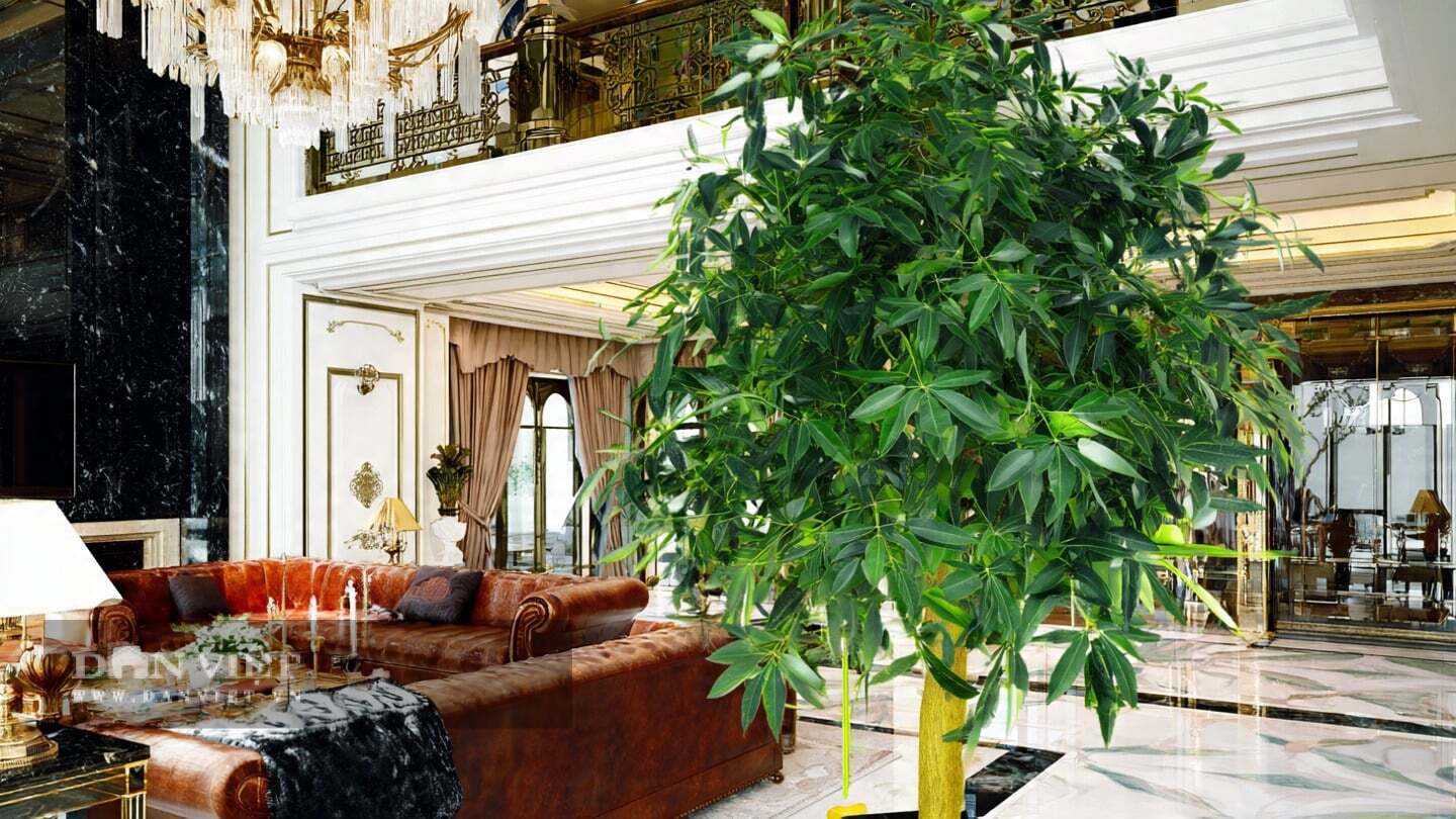 Cây cảnh bình an thực chất là cây quế