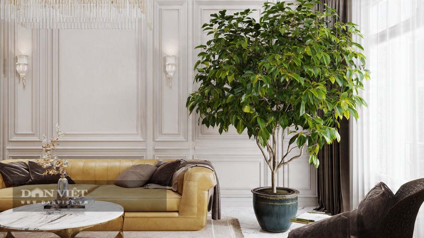 Người xưa tin rằng cây bình an có khả năng xua đuổi tà ma