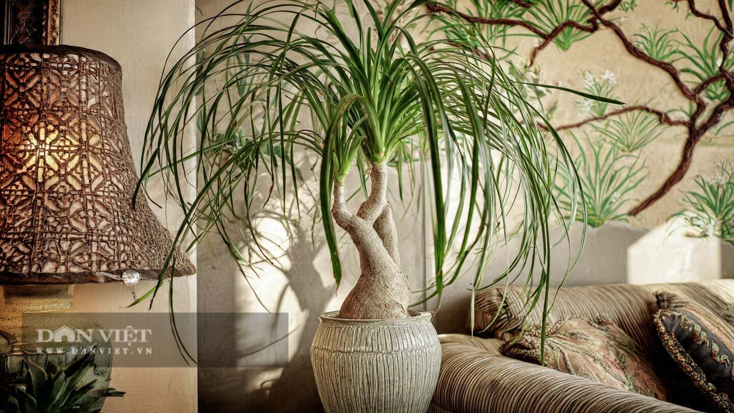 Cây cảnh này lại là loài cây mà nhiều nhà giàu giữ trong nhà