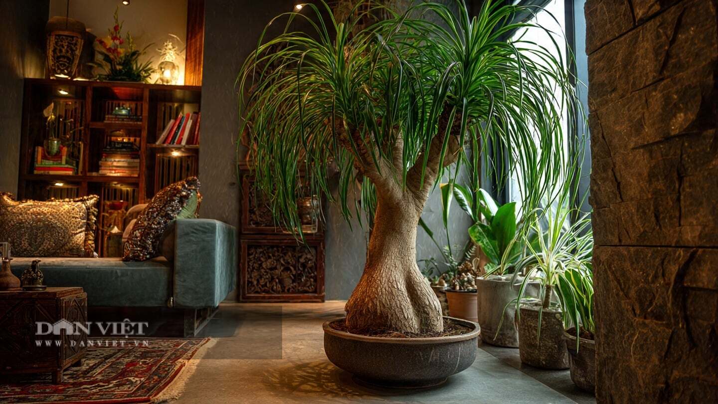 Khi trồng cây cảnh này, cần duy trì môi trường đất ấm áp