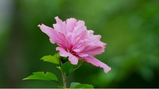 Những đứa trẻ sinh vào Khung giờ Tuất Âm lịch được ví như ngôi sao may mắn của cha mẹ - Ảnh minh hoạ.