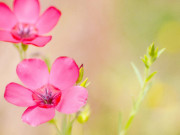 Bà bầu - Khung giờ sinh Âm lịch cực đẹp: Trẻ mang "mệnh quý nhân", cả đời cha mẹ nở mày nở mặt