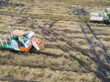 Biến rơm rạ, bã mía, ngô thành "vàng xanh", sáng kiến "giải cứu” trăm triệu tấn phụ phẩm nông nghiệp Việt Nam