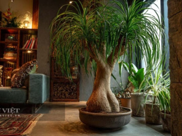 4 cây cảnh lá không thể thiếu trong nhà bạn, tươi mới, hút bụi, lọc không khí, mang lại giàu có, may mắn và tài lộc