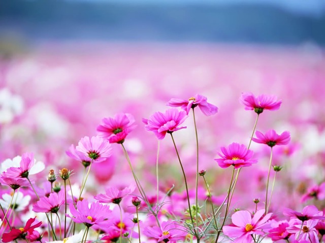 Nhờ tính cách dễ gần, luôn tươi cười và giàu năng lượng tích cực, người sinh vào giờ Mùi Âm lịch đi đến đâu cũng được yêu mến - Ảnh minh họa.