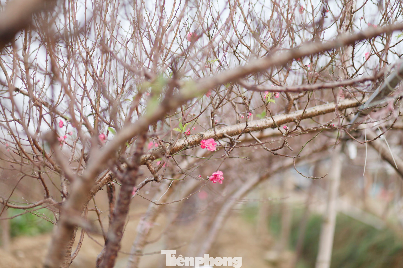 img src/upload/1-2026/images/2026-01-20/1768892001-tp-c3-width1390height926.jpg width660 /