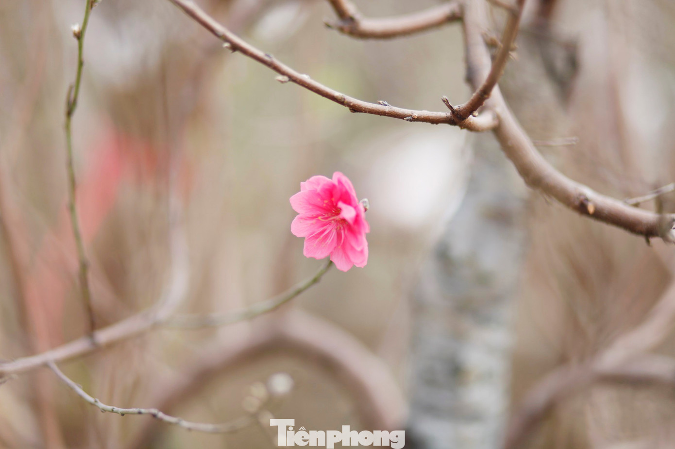 Không khí Tết lan tỏa khắp amp;#34;làng đào Nhật Tân trên đất Kinh Bắcamp;#34; - 4