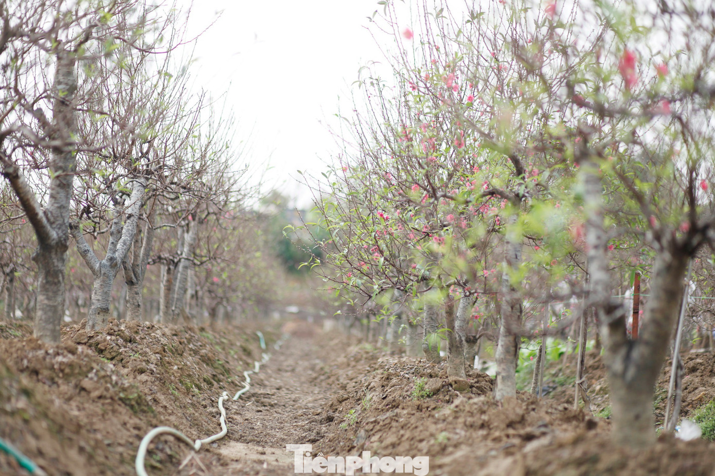Làng trồng đào Cẩm Hoàng, xã Xuân Cẩm (Bắc Ninh) được ví như Nhật Tân trên đất Kinh Bắc. Ảnh: Nguyễn Thắng