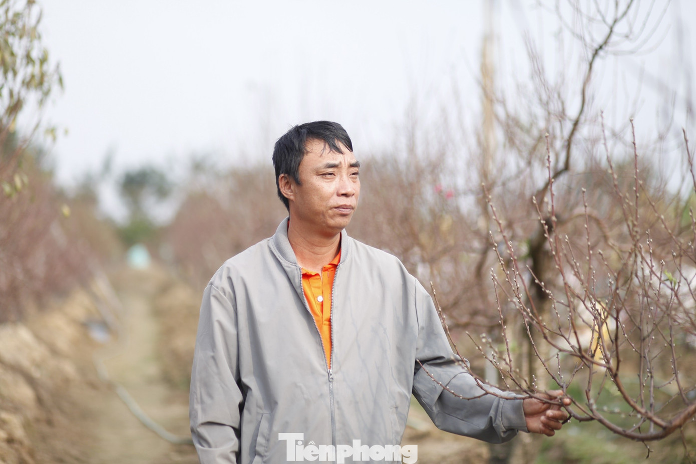 Gần 20 năm trước, người làng Cẩm Hoàng, xã Xuân Cẩm (Bắc Ninh) đi trồng đào thuê ở làng Nhật Tân, thành phố Hà Nội. Sau đó, những người này về quê trồng đào bán Tết.