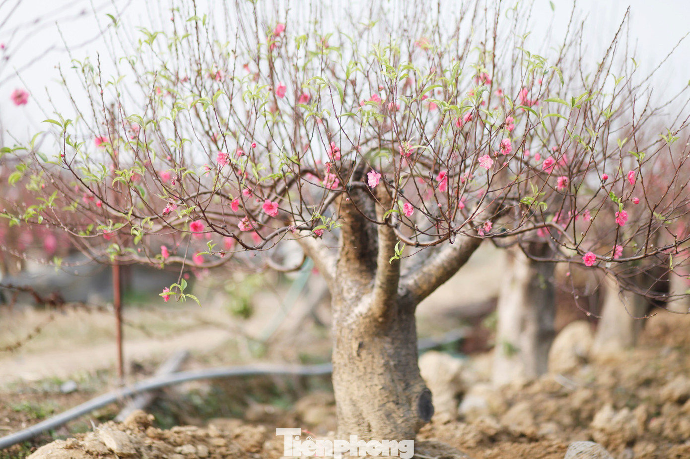 Lúc đầu, chỉ có vài hộ trồng đào, đến nay làng Cẩm Hoàng có hơn 300 gia đình làm đào bán dịp Tết. Gia đình trồng đào nhiều thu được hàng triệu đồng dịp Tết.