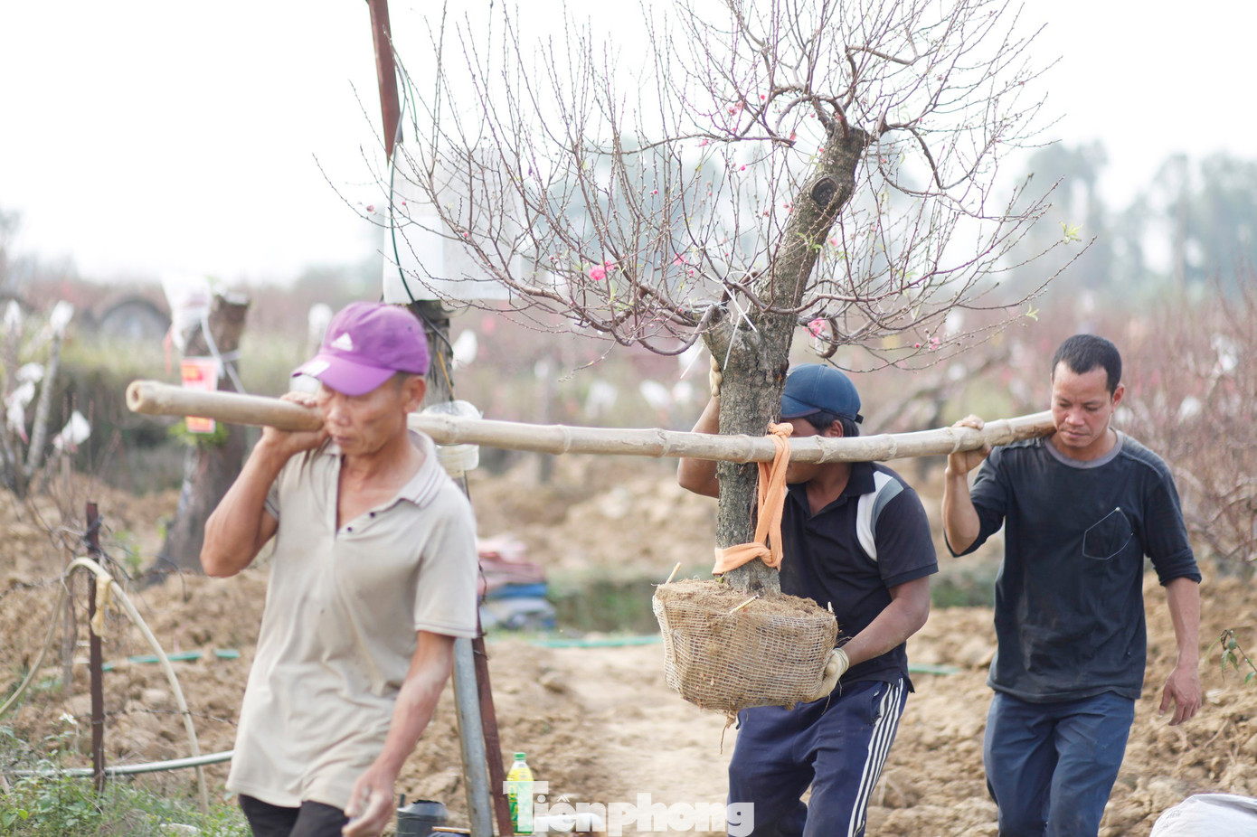 Không khí Tết lan tỏa khắp amp;#34;làng đào Nhật Tân trên đất Kinh Bắcamp;#34; - 9
