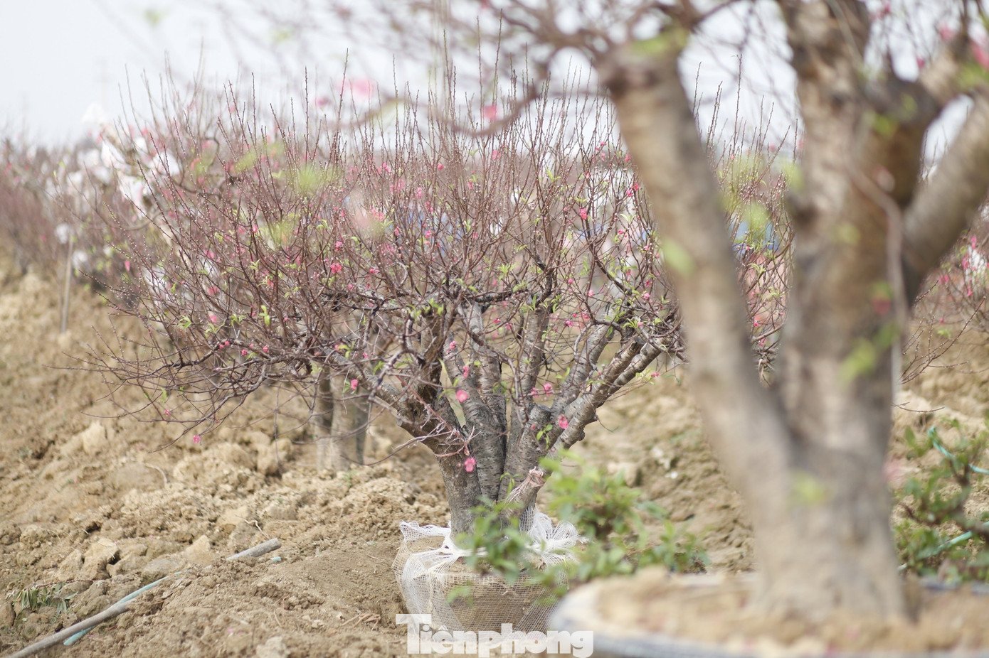 Không khí Tết lan tỏa khắp amp;#34;làng đào Nhật Tân trên đất Kinh Bắcamp;#34; - 13