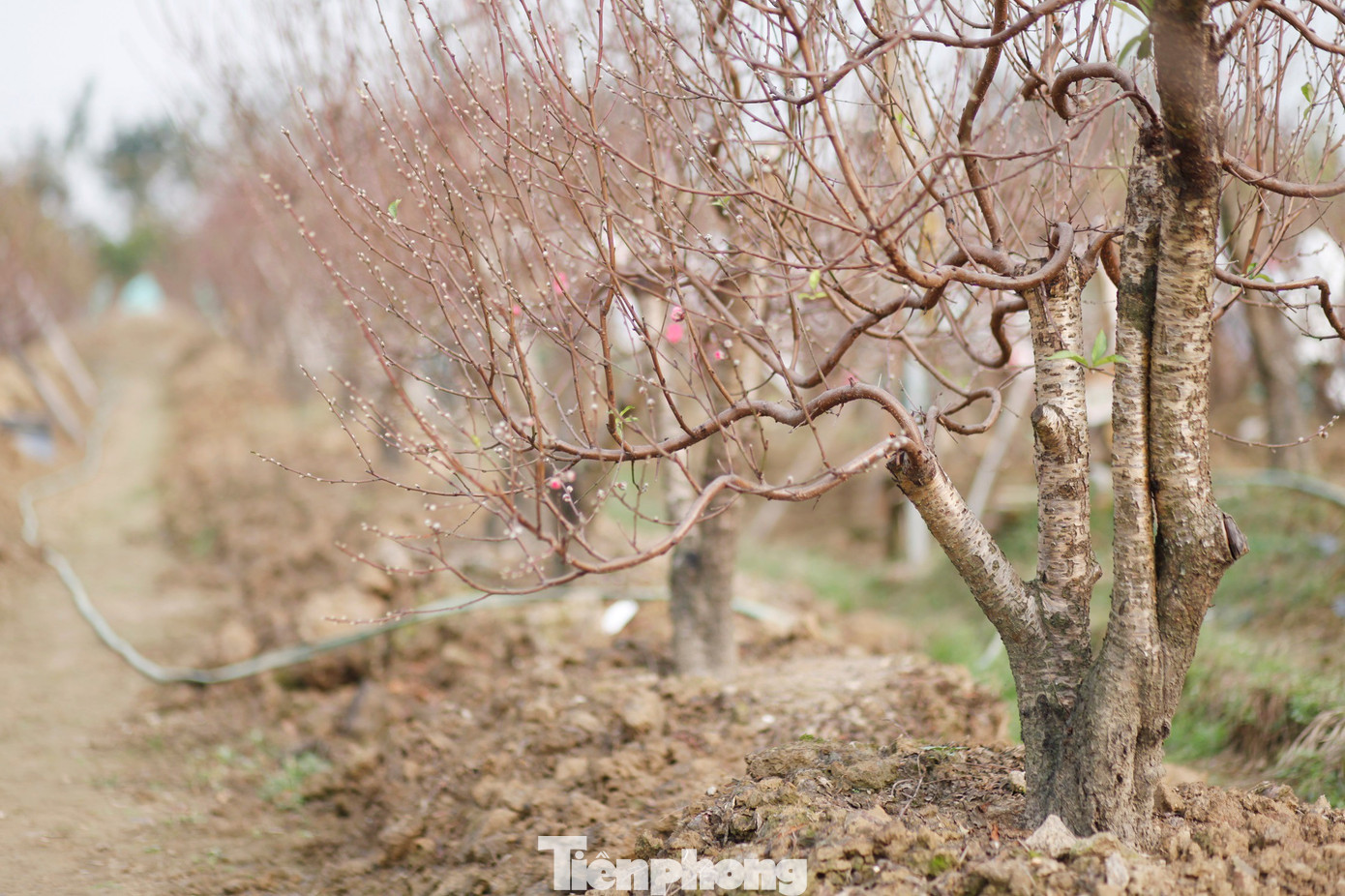 Các vườn đào ở làng Cẩm Hoàng sẵn sàng cho vụ Tết.