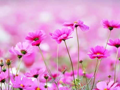 Giờ sinh Âm lịch của người nhân hậu, được quý nhân nâng đỡ suốt đời