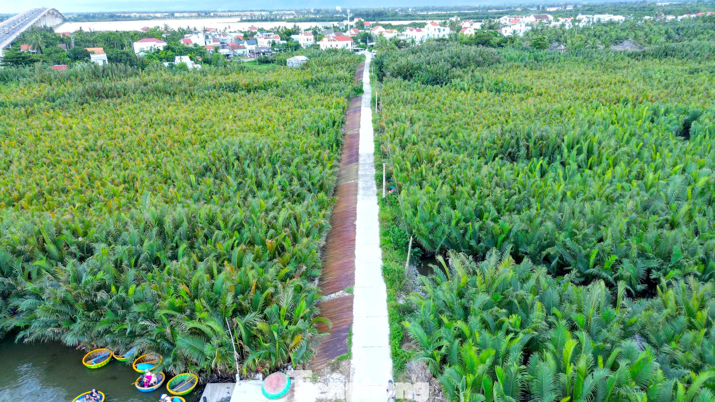 Có Gì Ở Ngôi Làng Giữa Rừng Dừa Nước Được Forbes Vinh Danh? Theo Người Dân, Rừng Dừa Nước Này Có Từ Hàng Trăm Năm. Giống Dừa Nước Ngày Xưa Được Ông Bà Xưa Đưa Từ Vùng Miền Tây Nam Bộ Về Trồng, Hợp Đất, Hợp Nước Cứ Thế Tự Nhiên Sinh Sôi Nảy Nở Thành Rừng. Ban Đầu Rừng Dừa Chỉ Rộng Chừng 7Ha Nên Thường Hay Gọi Là Rừng Dừa Bảy Mẫu, Đến Nay Đã Phát Triển Lên Đến Hơn 100Ha.