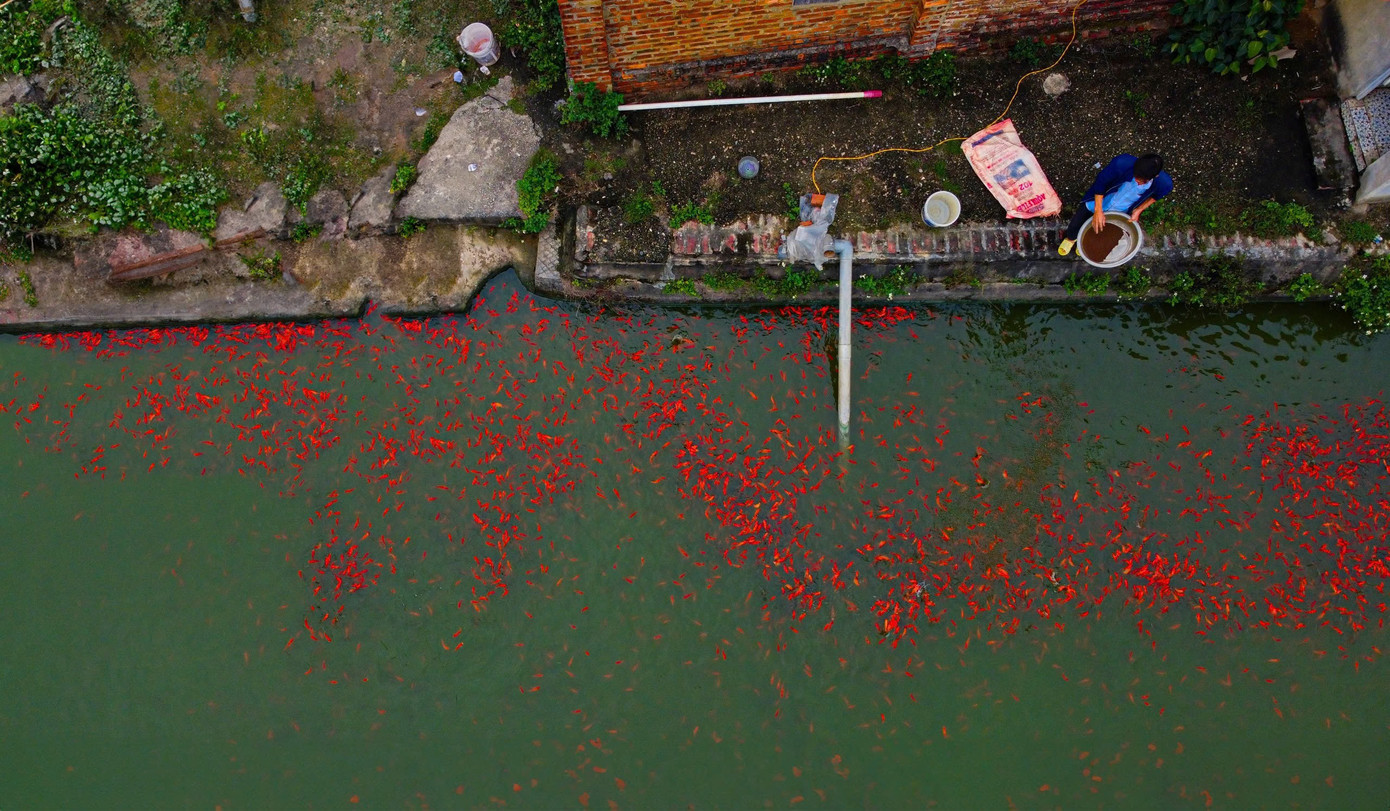 Với tổng diện tích quy hoạch nuôi trồng thủy sản gần 100ha, xã Vĩnh Hưng hiện có hơn 300 hộ dân tham gia nuôi cá, tập trung chủ yếu tại thôn Yên Lập. Dù mang tính thời vụ, mô hình nuôi cá chép đỏ phục vụ cúng ông Công, ông Táo đem lại nguồn thu nhập cao cho người dân nơi đây.