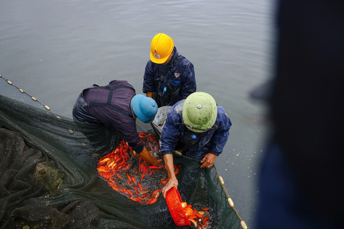 Trong thời tiết giá lạnh, người dân nơi đây vẫn cần mẫn thả lưới, đánh bắt, phân loại cá để tiếp tục chăm sóc, tuyển chọn những con cá chép đỏ đủ lớn, khỏe mạnh.