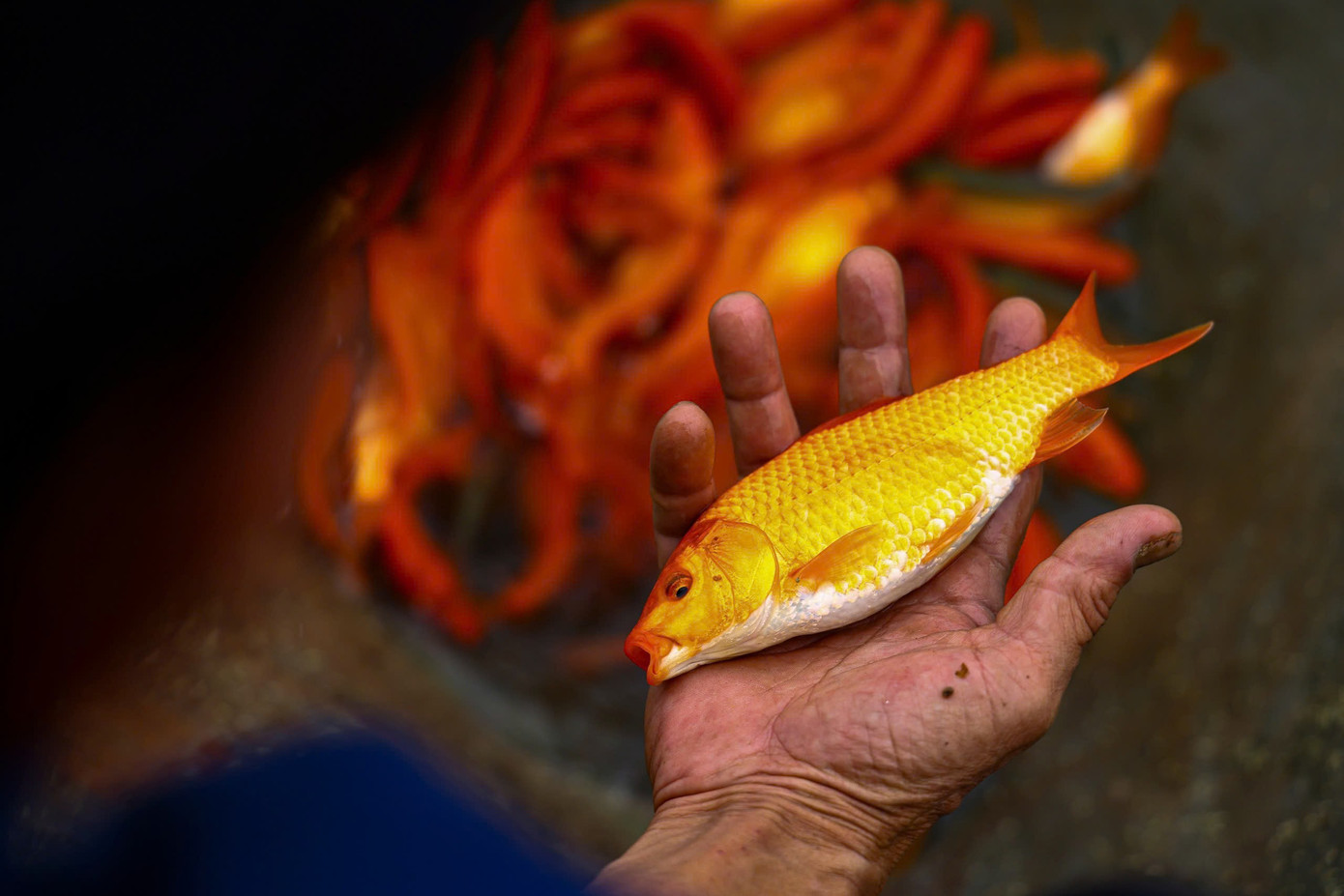 Nhộn nhịp thủ phủ cá chép đỏ cúng Tết ông Công, ông Táo - 9