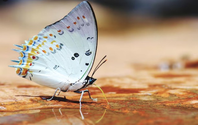 Người có giờ sinh Tuất hiếm khi giàu nhanh, nhưng lại rất dễ giữ được của cải - Ảnh minh họa.