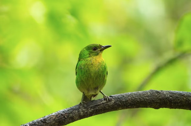 Khi bước vào lĩnh vực kinh doanh hoặc đảm nhận vai trò quản lý, người sinh giờ Dần có khả năng nhanh chóng tập hợp đội nhóm, tạo ra sức mạnh tập thể - Ảnh minh họa.