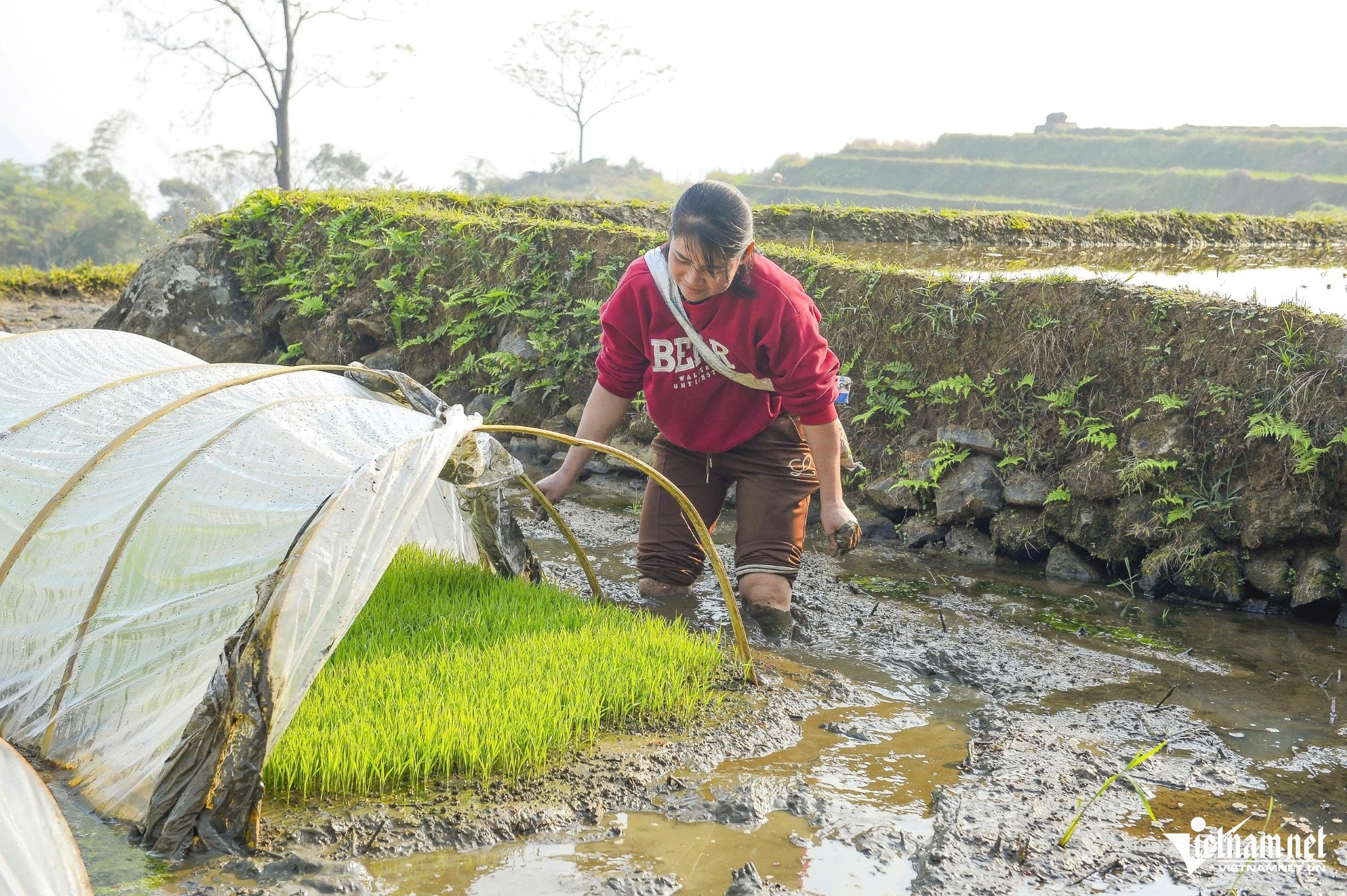 Xuống Giống Để Chuẩn Bị Cho Vụ Cấy. Ảnh: Lê Dương