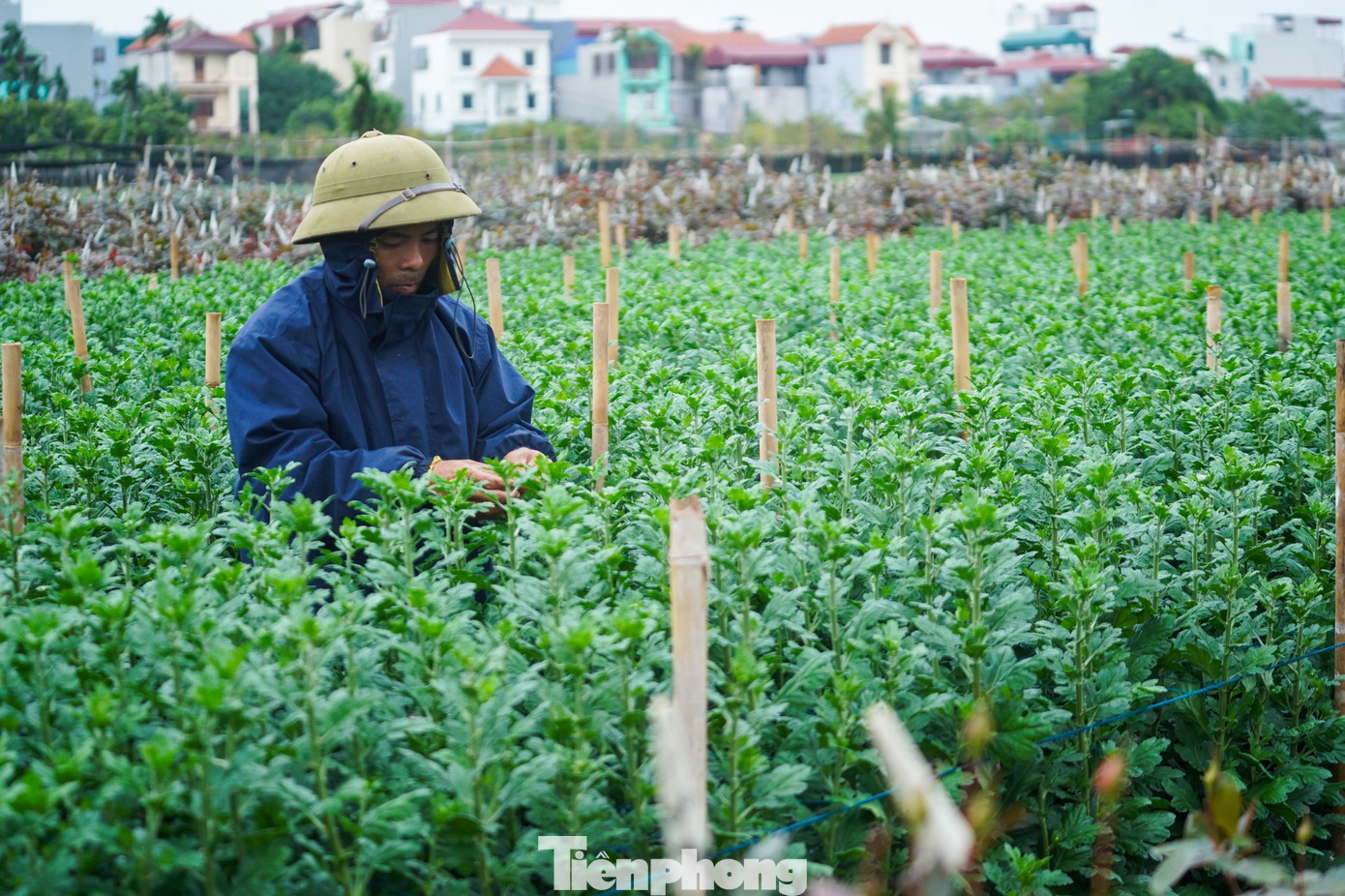 Để giữ ấm cơ thể, người nông dân khi xuống ruộng thường mặc áo phao dày, thậm chí khoác thêm áo mưa...