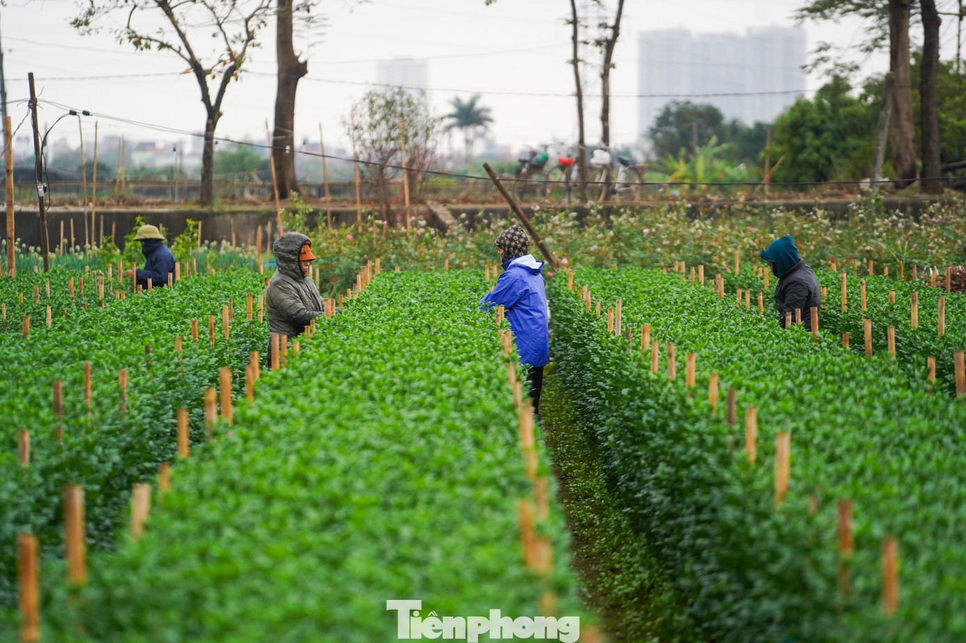 Người dân Hà Nội co ro xuống vườn chăm hoa Tết giữa giá rét 10 độ C - 5