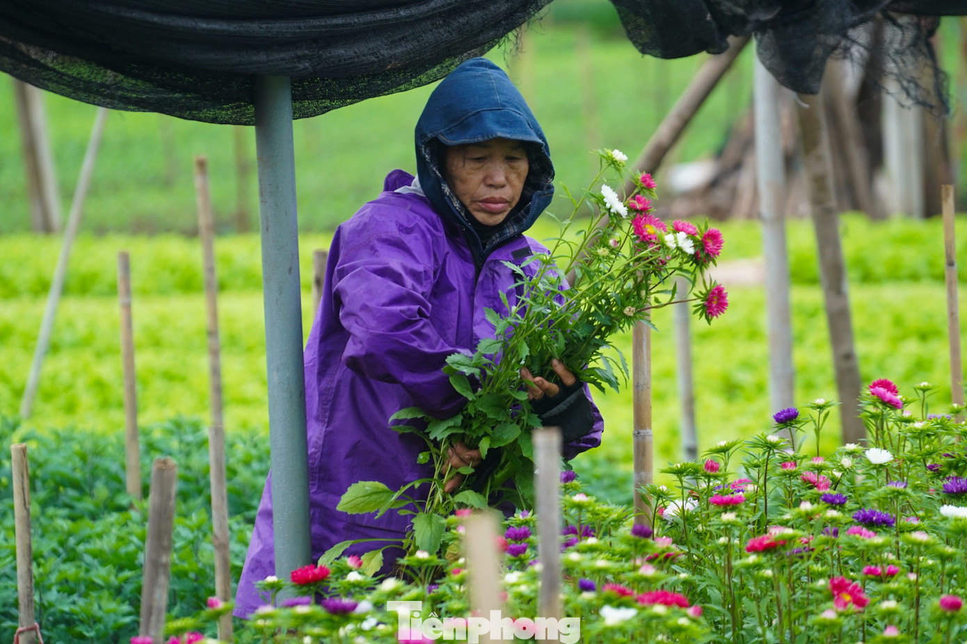 Thược dược, đồng tiền, cúc vàng... là những loài hoa truyền thống của làng Tây Tựu.