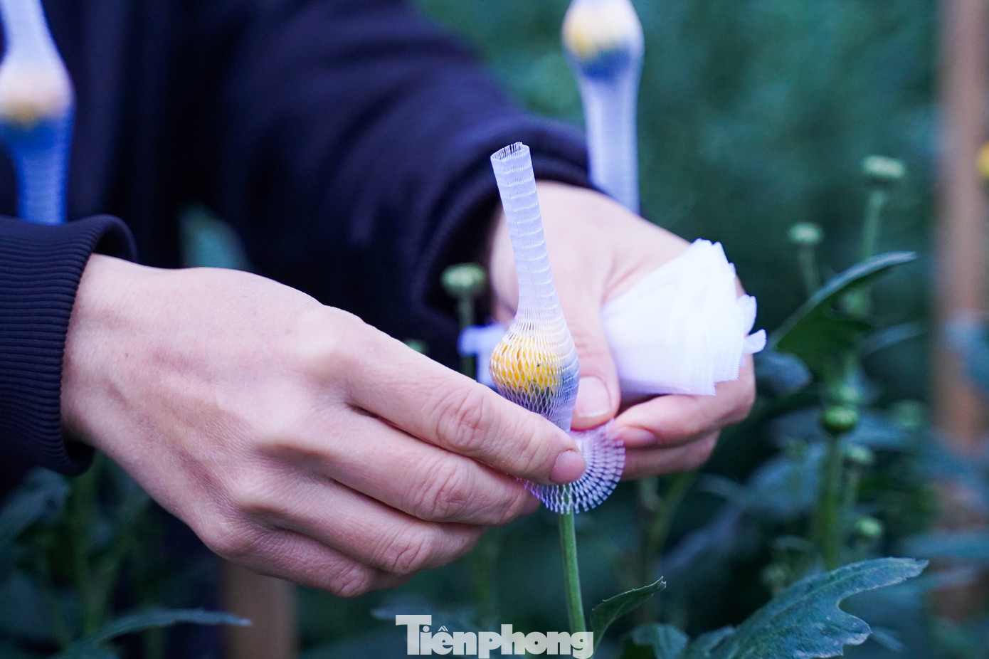 img src/upload/1-2026/images/2026-01-22/1769069234-tp-taytuu221-07-width1390height869.jpg width660 /