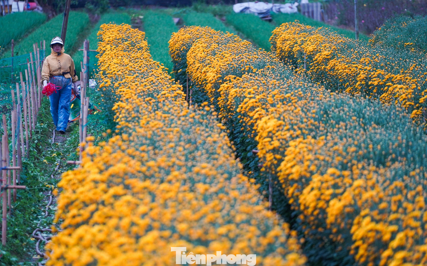 Những lứa hoa nở sớm sẽ được cắt bán từ nay đến rằm tháng Chạp; hoa đang trong giai đoạn sinh trưởng sẽ để phục vụ thị trường Tết Âm lịch.