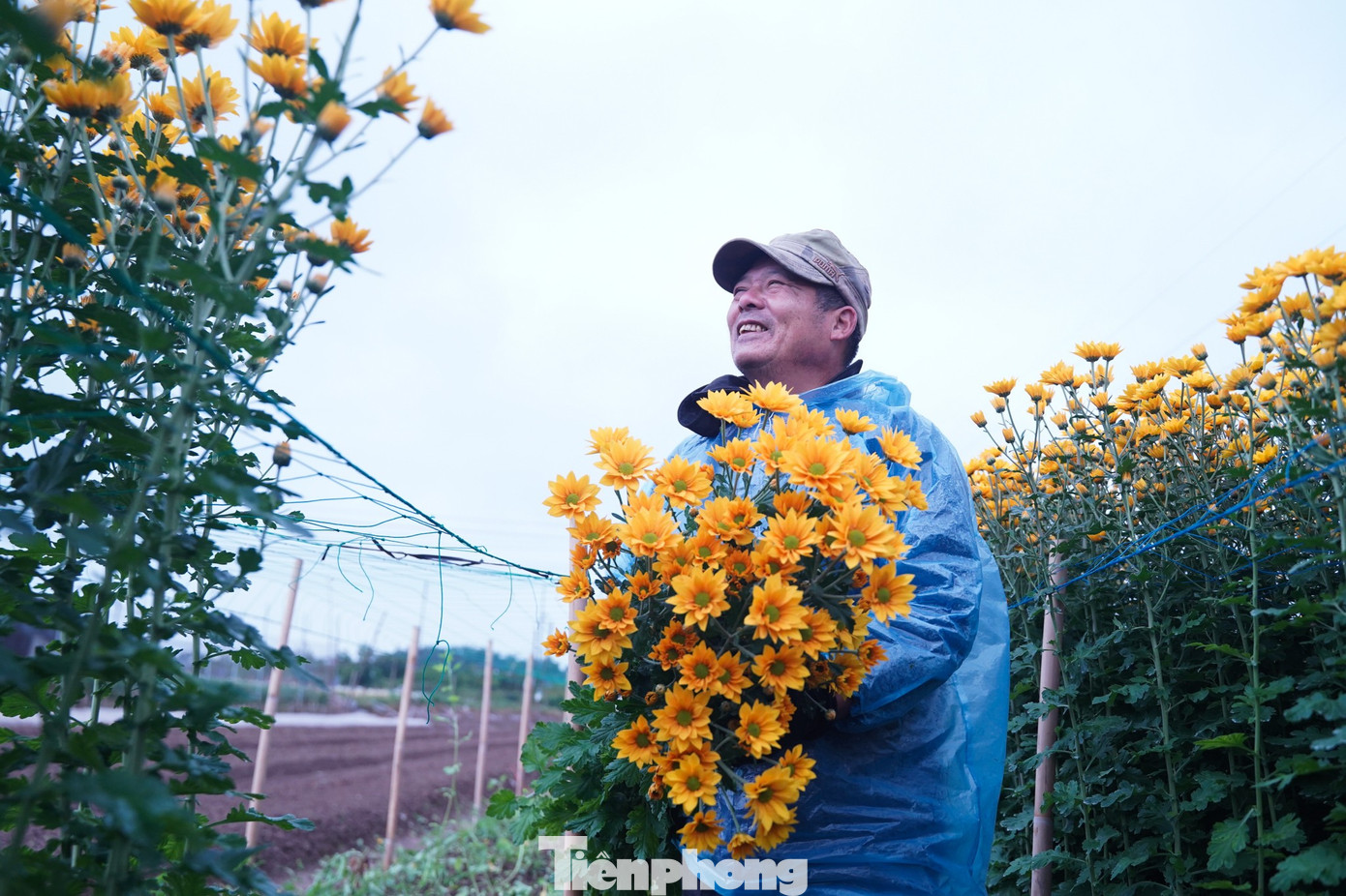“Đợt này thời tiết khá thuận lợi, dù có lạnh nhưng nếu biết cách chăm sóc thì hoa vẫn phát triển tốt, hứa hẹn một vụ Tết khả quan cho bà con”, ông Vinh chia sẻ.
