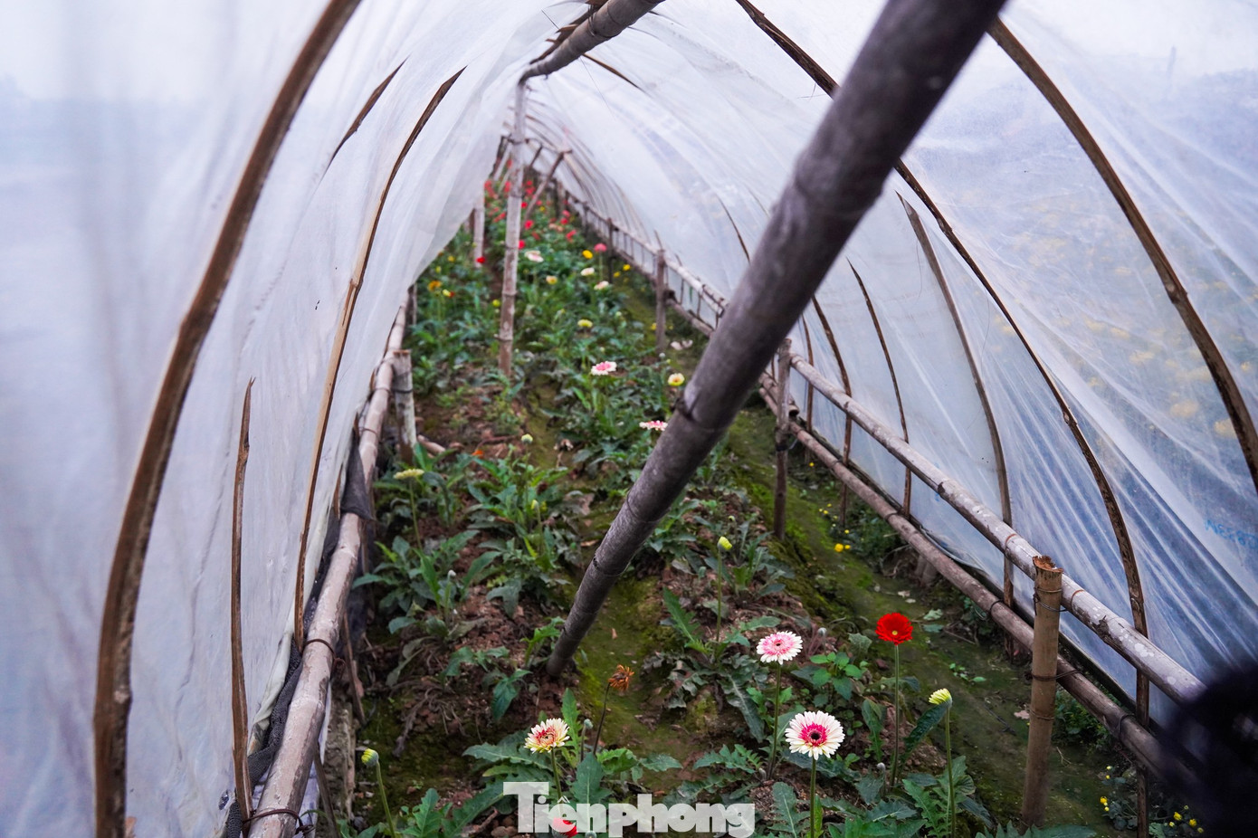 Trong những nhà màng phủ ni-lông, người trồng hoa chủ động điều tiết nhiệt độ, độ ẩm, ‘canh’ từng ngày để hoa nở đúng hạn.