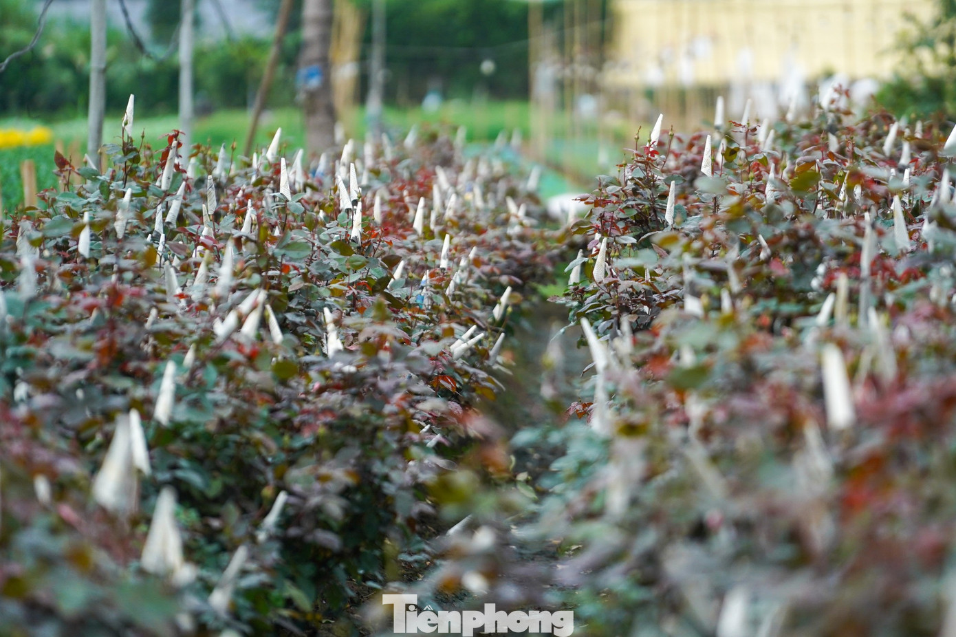 img src/upload/1-2026/images/2026-01-22/1769069251-tp-taytuu221-25-width1390height926.jpg width660 /