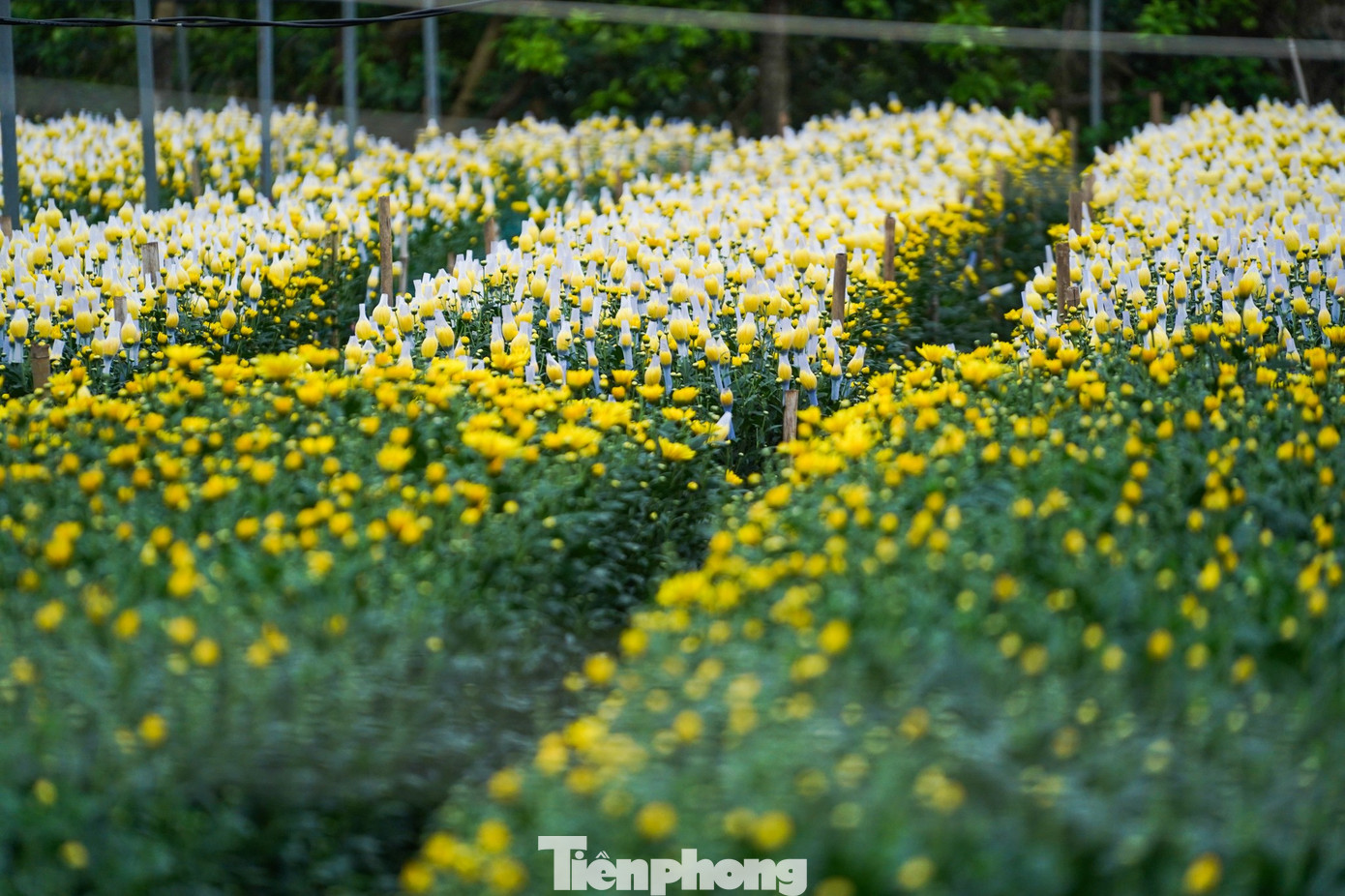 Người dân Hà Nội co ro xuống vườn chăm hoa Tết giữa giá rét 10 độ C - 13