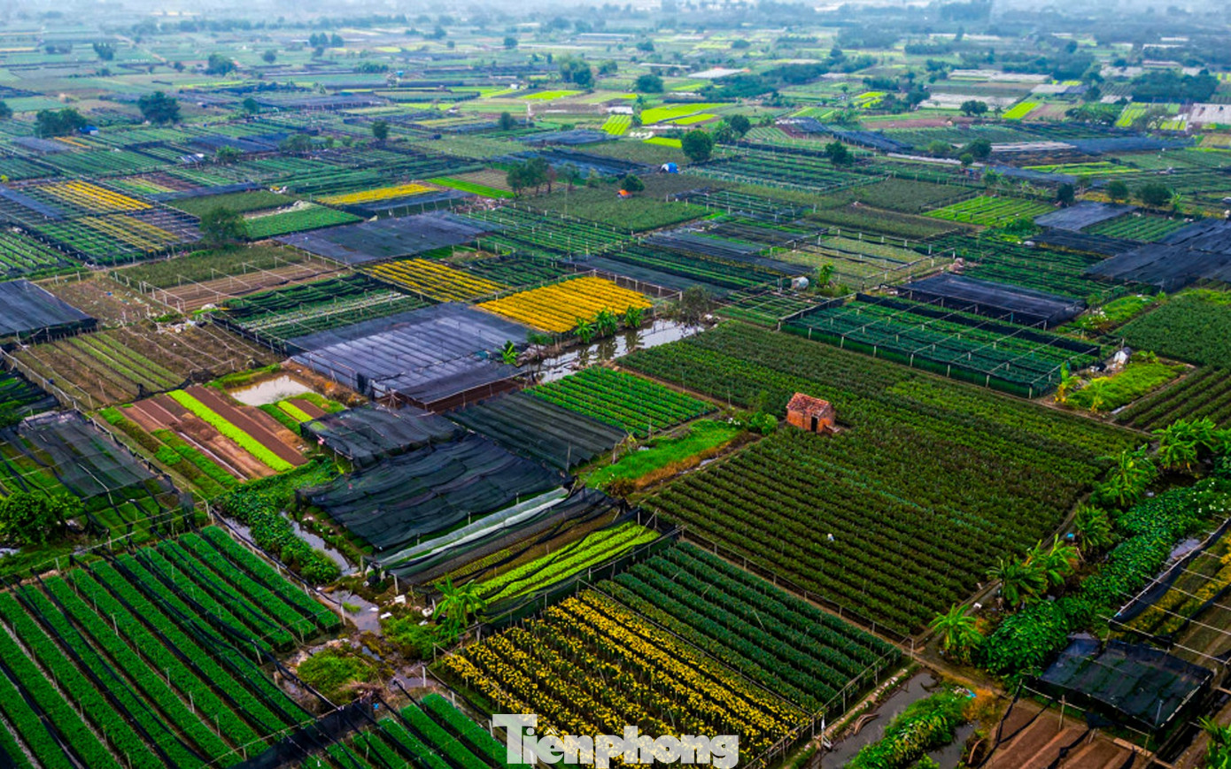 Làng hoa Tây Tựu hiện có gần 300 ha đất trồng hoa, đây là nơi cung cấp hoa tươi chủ yếu cho nội thành Hà Nội và các tỉnh lân cận. Những loại hoa chủ lực dịp Tết là hoa ly, hoa cúc, hoa hồng...