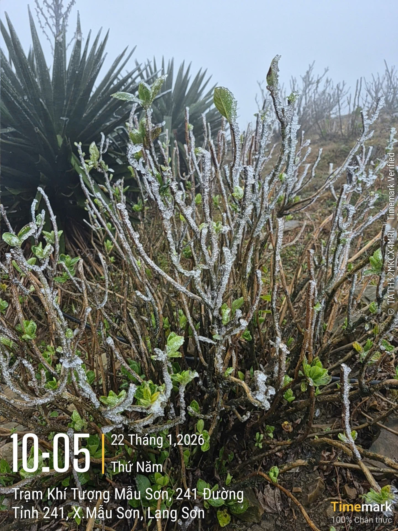 img src/upload/1-2026/images/2026-01-22/1769069439-z6-3997f2c0d6cdce79423f10d229-width1390height1853.jpg width660 /