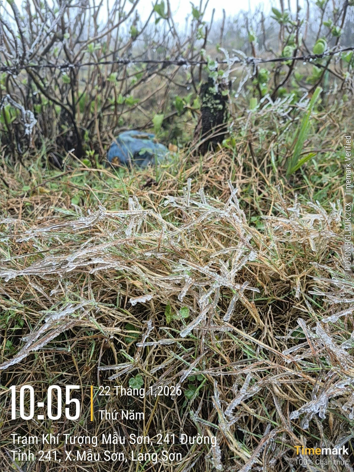 VIDEO: Băng giá xuất hiện trên đỉnh Mẫu Sơn - 7